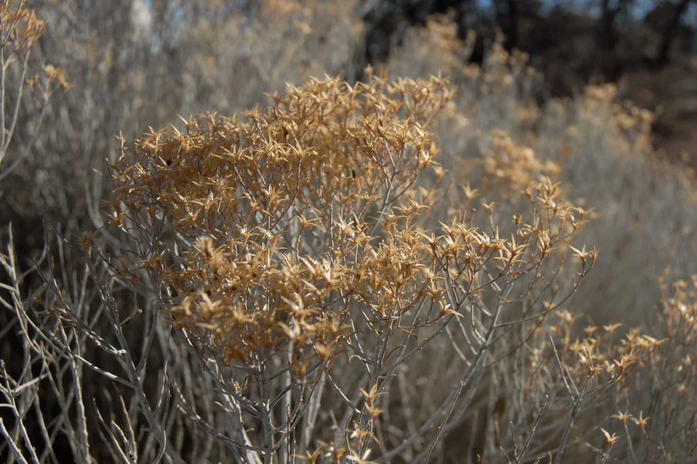 Tall Rabbitbrush